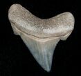 Pretty Little Chubutensis Tooth - Megalodon Ancestor #5148-1